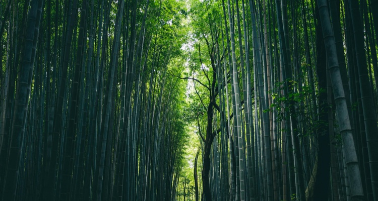 A SPASSO PER ARASHIYAMA