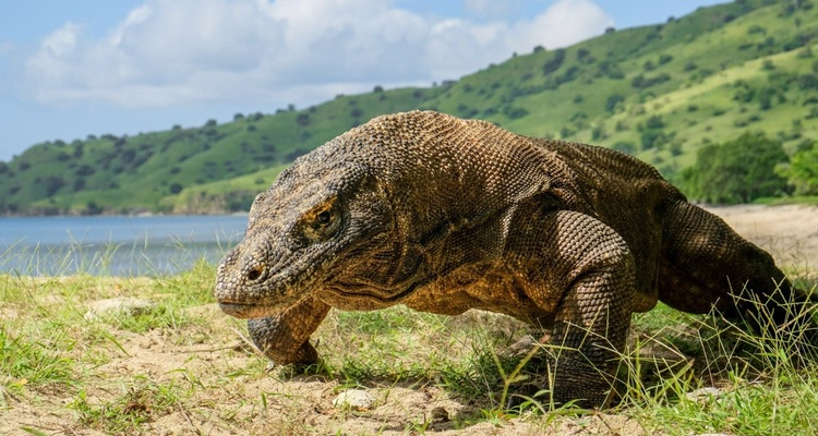 MINITOUR KOMODO