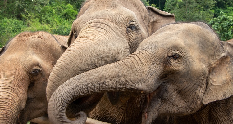 THAILANDIA OVERLAND CON SANTUARIO DEGLI ELEFANTI