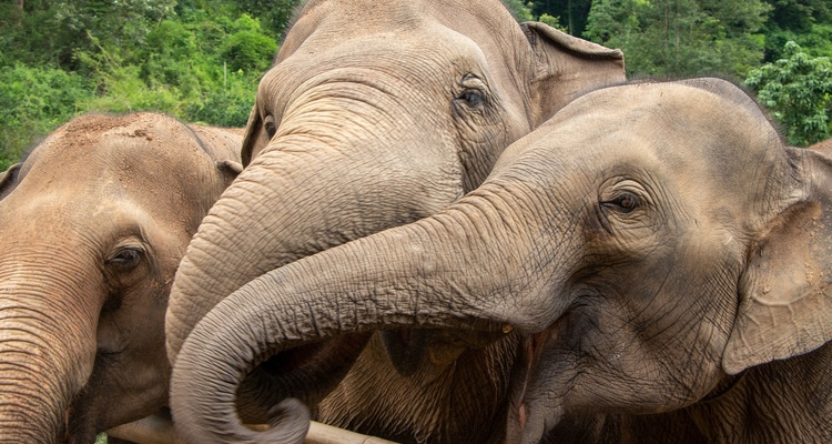 THAILANDIA OVERLAND CON SANTUARIO DEGLI ELEFANTI