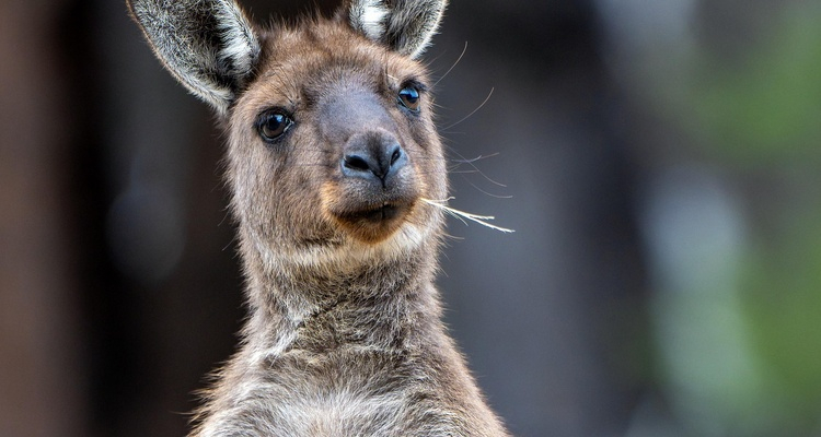 ESTENSIONE ADELAIDE E KANGAROO ISLAND