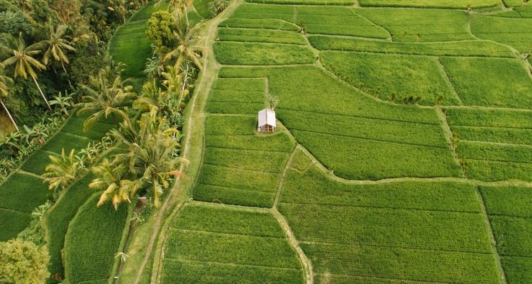 TOUR IN BICICLETTA NELLA CAMPAGNA DI UBUD 