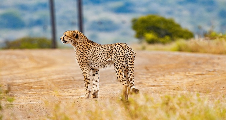 Kenya Tour Safari e Mare Agosto