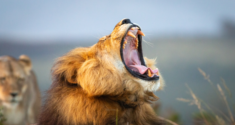 Sudafrica Essenziale