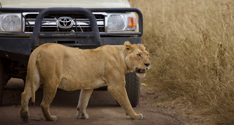 TANZANIA EXPERIENCE