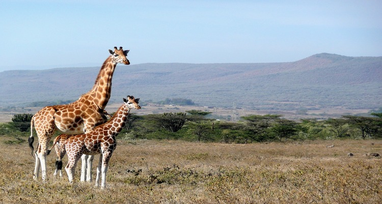 TOUR CLASSIC KENYA