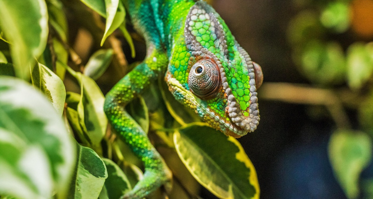 STRAORDINARIO SUD DEL MADAGASCAR