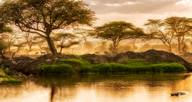 Tanzania Simba Safari