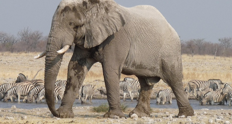 MERAVIGLIE DELLA NAMIBIA