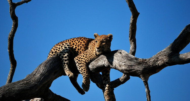 BOTSWANA AUTENTICO