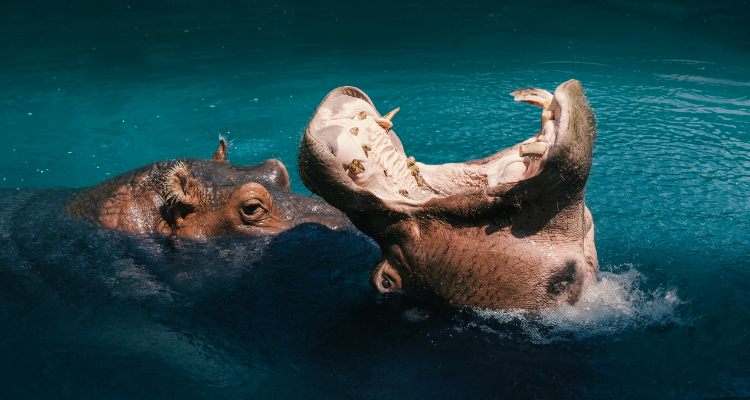 Sudafrica Chic - Partenza 19 Agosto